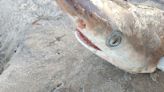 'Cocaine Sharks' Discovered in Brazil Raise Alarm Over Ocean Pollution