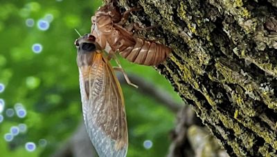 Not seeing any cicadas in your area? Here's a map of which Chicago suburbs have the highest, and lowest, sightings