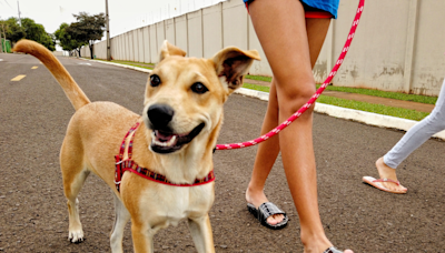 Convívio com animais traz benefícios à saúde física e mental do tutor - Imirante.com