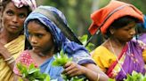 Crisis hits North India's tea industry as production plummets amid extreme weather