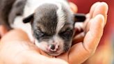 Fading Puppy Syndrome: How to Help a Sick Newborn Puppy