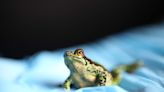 Planet Earth’s latest drama: the sex life of a frog