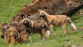 African wild dogs settling in 'fantastically'