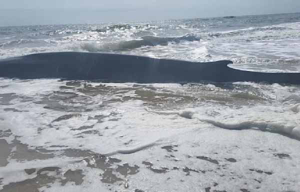 Whale washes up along beach in Delaware near Indian River Inlet