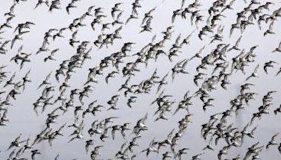 Chicago area residents should turn off lights for migratory birds, officials say