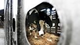 More cows are being tested and tracked for bird flu. Here's what that means