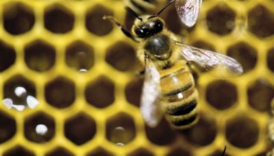 Understanding insect societies with Bengaluru-based Raghavendra Gadagkar