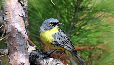 How to see one of North America’s rarest birds in Michigan this spring