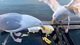 Urban Seagulls Still Prefer Seafood