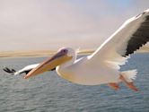 pelican