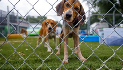 23 dogs seized by Charleston Co. deputies, now in care of Charleston Animal Society