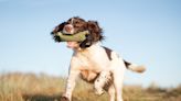 Confused Springer Spaniel Adorably Tries to Play Fetch With a Statue