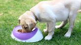 Lab-grown pet food to hit UK shelves as regulators approve cultivated meat