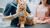Medication for Deadly Cat Illness to Be Available for First Time on June 1