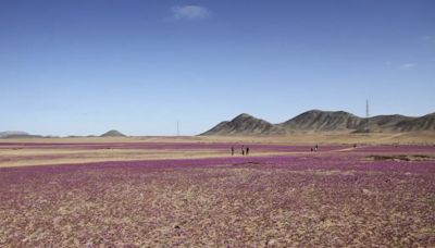 Marea morada: lluvias atípicas hacen florecer el desierto de Atacama, el más seco del planeta