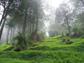 森林島嶼的療癒魔法 阿里山的檜意森活