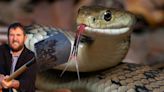 Is It Illegal To Kill Snakes At Your House In New York?