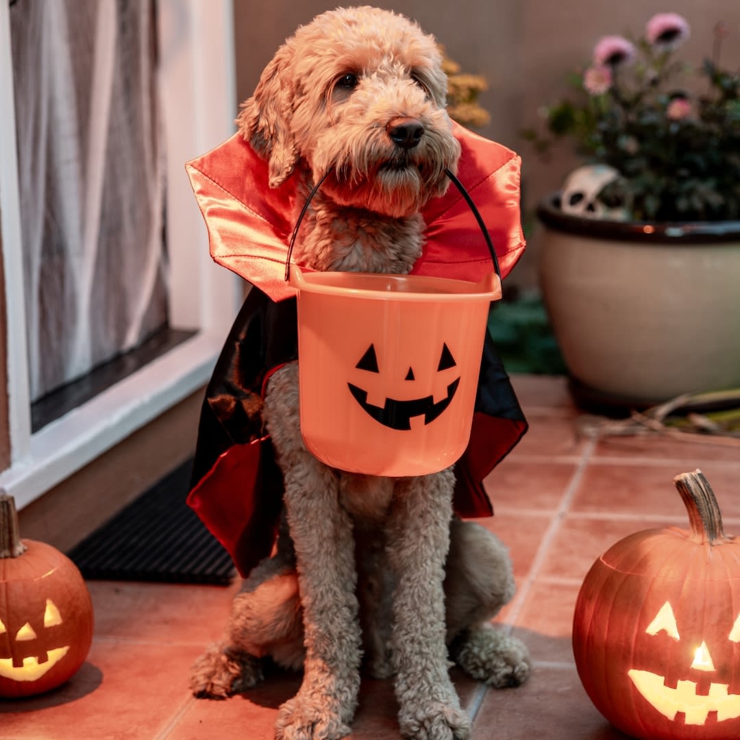 Spook-tacular 2024 Pet Costumes: Top Halloween Picks for Dogs & Cats from Amazon, Target, PetSmart & More - E! Online