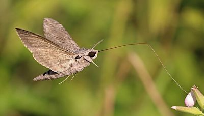 The Bizarre Dining Habits of Moths