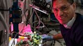 國際太空站尋獲失蹤8個月的番茄 洗刷太空人偷吃嫌疑