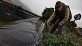 El deslave de residuos de la mina Las Cenizas en Valparaíso pone en alerta a Chile