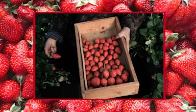 Layover in Tokyo? Go Strawberry Picking Next to Narita Airport