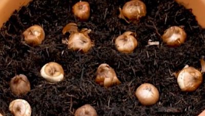 Gardener shares ‘genius’ bulb planting hack that will give you months of flowers