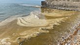 Why does the sea stink of rotting vegetables?