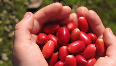 Zafrú, la fruta milagrosa que convierte sabores ácidos en dulces