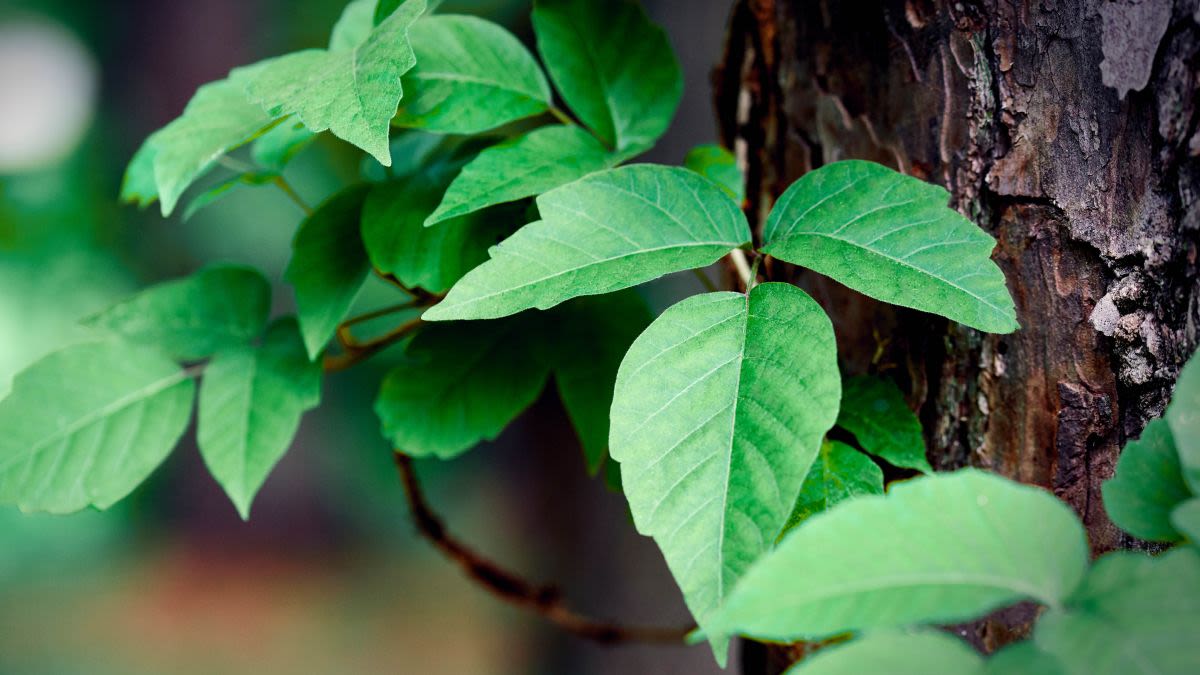 How to identify poison ivy with your smartphone — use these apps