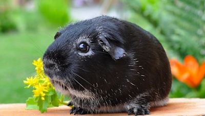 Guinea pig statue: Why does my squeaky friend suddenly stop squeaking?