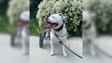 Paralyzed Pup Gets Custom Wheelchair & Instantly Shows Off The Zoomies