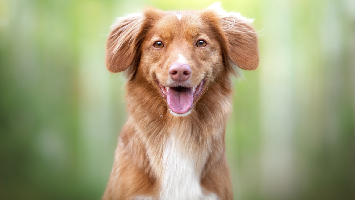 Woman Shows Why Nova Scotia Duck Tolling Retrievers Aren’t for People With Shame