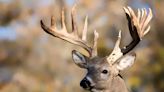 New Mississippi WMA to offer hunting on land that hasn't been hunted in 20 years