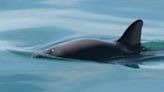 International Whaling Commission issues its first-ever extinction alert over endangered vaquita porpoise