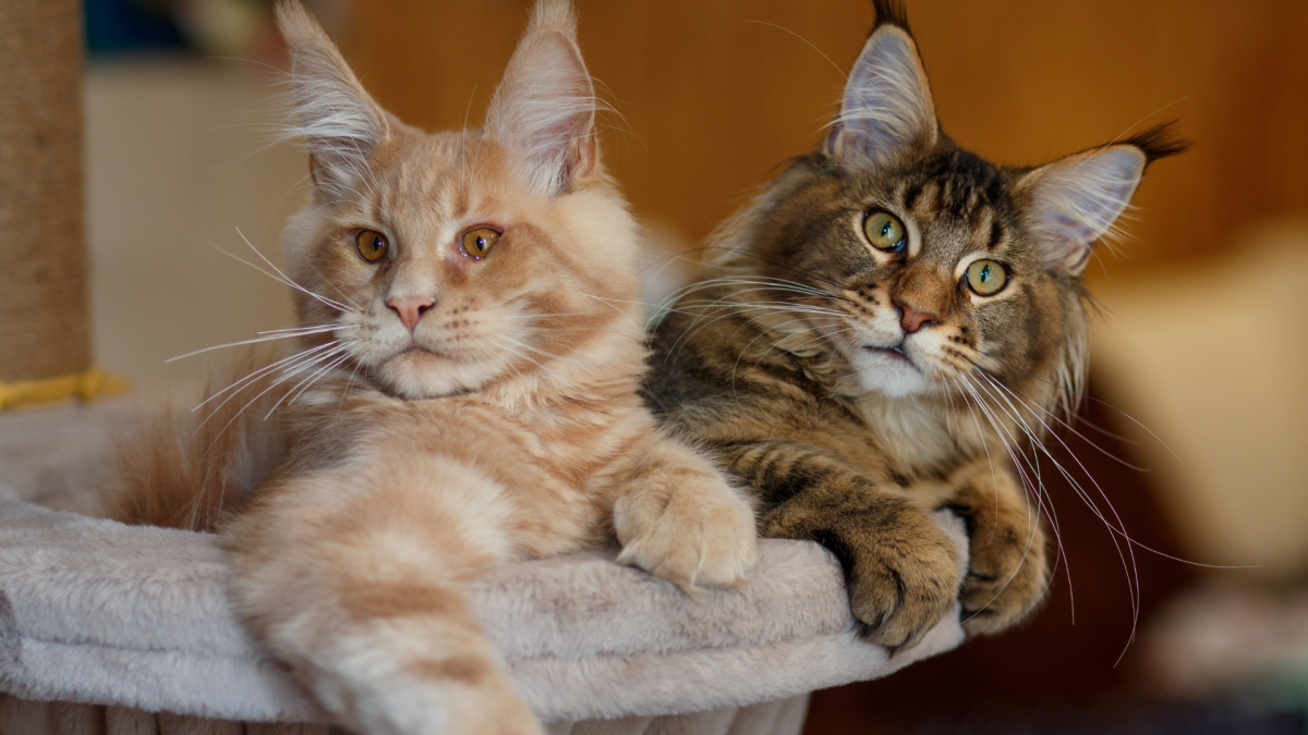 Woman Has 'Entire Set' of Maine Coon Cats and People Are Here for It