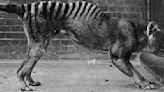 Parásitos que se alimentaban del extinto lobo de Tasmania aún existen