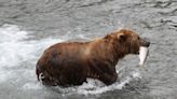 Equilibrium/Sustainability — America votes on Alaska’s champion Fat Bear