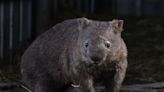 How Wombats May Save Other Animals From Wildfires