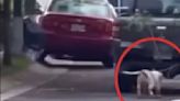 VIDEO: Sujeto arrastra a perrito amarrado a camioneta; lo castigó por salirse