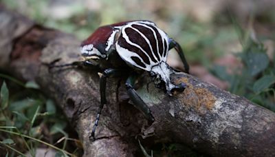 Goliath Beetle: One Of The World's Heaviest Beetles Is A Body Builder Bug