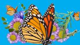 Monarch butterflies appear to be everywhere these days. Is the crisis over?