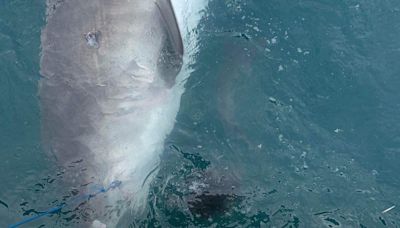 Shark spits out land-loving creature in front of shocked scientists