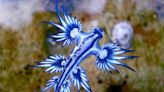 Look Out For Blue Sea Dragons Washing Up On Texas Beaches
