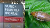 Canadian Health Authority Admits that B.C. Island Hospital Has a Cockroach Problem but 'These Bugs Do Not Bite'