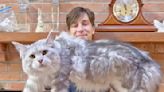 Meet Winston, The Internet's Giant Cat Sensation