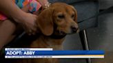 Adopt Abby! She's a Spunky, Loveable Beagle and Lafayette Animal Shelter's Pet of the Week