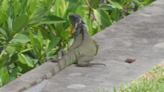 The legality of iguana hunting in Southwest Florida