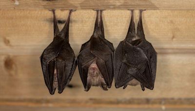 Bats have complex social lives, researchers say