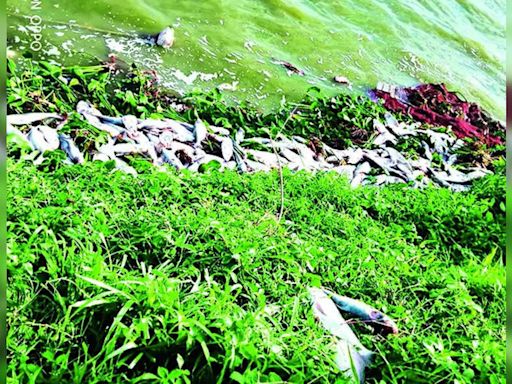 Industrial Toxins Killing Patancheru Lakes: Locals | Hyderabad News - Times of India